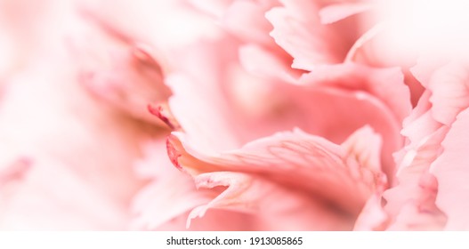 94,984 Carnation pink Images, Stock Photos & Vectors | Shutterstock