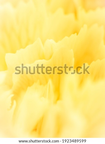 Retro art, vintage card and botanical concept - Abstract floral background, yellow carnation flower petals. Macro flowers backdrop for holiday brand design