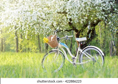 retro bicycle picnic under a blossoming tree in the Spring / spend a weekend in nature