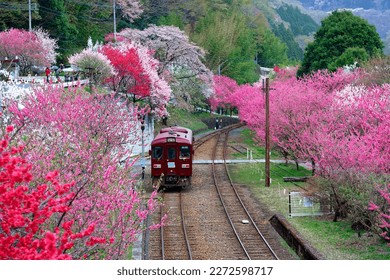 Retro cars of a local train arriving at Godo Station of Watarase Keikoku Railway (わたらせ渓谷鉄道), with pink and red blossom trees blooming vibrantly along the railroad tracks, in Midori, Gunma, Japan