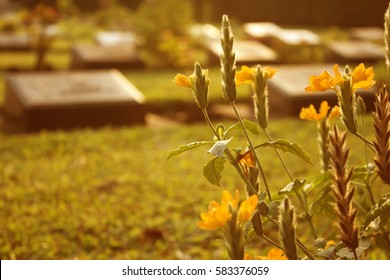 Retro Of Cemetery With Yellow Flowers