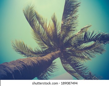 Retro Filtered Single Palm Tree In Hawaii - Powered by Shutterstock