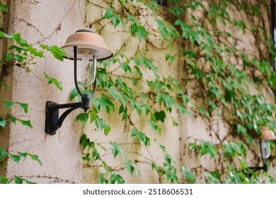 Retro lantern on the wall of an ivy-braided house. Climbing plants in landscape design. - Powered by Shutterstock