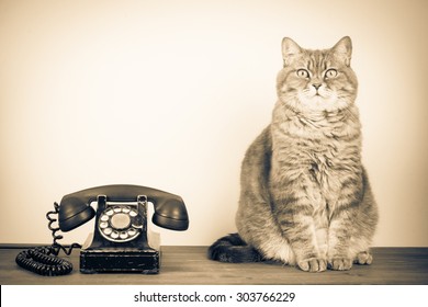 Retro old telephone and big cat on table. Vintage style sepia photo