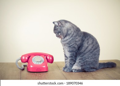 Retro Rotary Telephone And Big Cat On Table