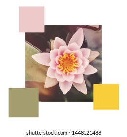 A Retro Style Waterlily In A Pond, Set With Colour Swatches And Space For Text. Colour Scheme Themed Image.