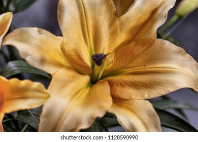 Retro Tintype Macro Portraits Of Orange Lily Flowers Against A Grey Background