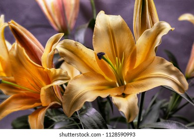 Retro Tintype Macro Portraits Of Orange Lily Flowers Against A Grey Background