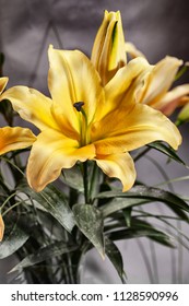 Retro Tintype Macro Portraits Of Orange Lily Flowers Against A Grey Background