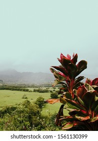 Retro Vintage Kauai, Hawaii Flower