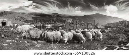 Similar – cloudy lawnmowers Sheep