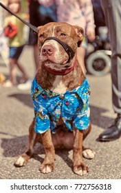 A retro and vintage Staffordshire bull terrier dog dressed in a vintage retro blue Hawaiian nostalgic shirt, at a weekend event fair. Vintage dog street style.