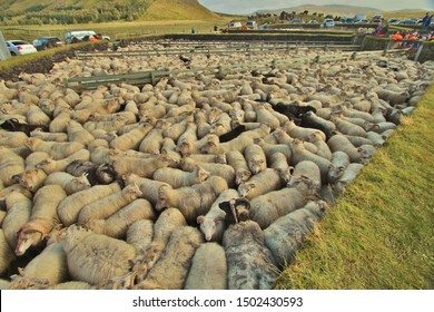 Rettir sheep gathering on Iceland