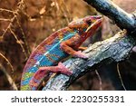 Reunion chameleon. Reptile and reptiles. Amphibian and Amphibians. Tropical fauna. Wildlife and zoology. Nature and animal photography.