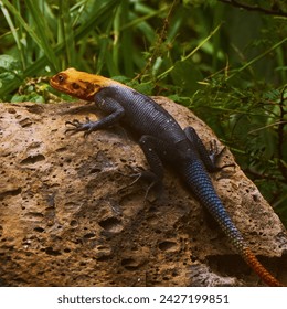    Reunion Island lizard Numibian rock agama (Agama planiceps Peters, 1862) basking on a rock                             - Powered by Shutterstock