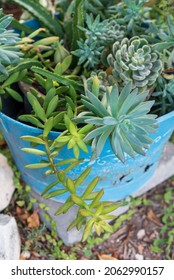 Reused Garden Design Ideas. Old Cookware Turn Into Garden Flower Pots. Recycled Garden Design, Diy And Low-waste Lifestyle.