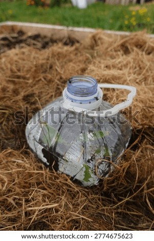 Reusing a cut plastic bottle as a mini greenhouse cloche for protecting a seedling surrounded by straw mulch in a garden bed