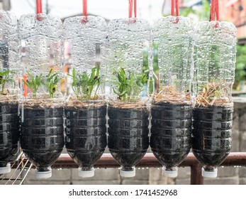 Reusing Pet Bottles Planting Vegetables Plant Stock Photo 1741452968 ...