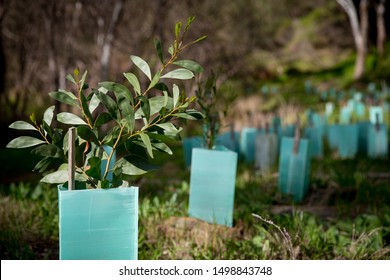 Revegetation 
Planting Trees In Areas That Need Revegetation In Australia