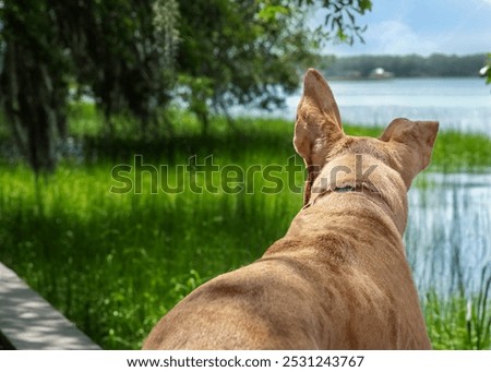reverse angle of dog; dog's backside; dog looking at river ; marsh grass, moss