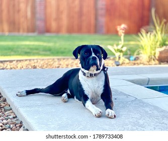 Reverse Brindle Dog Images Stock Photos Vectors Shutterstock