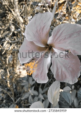 The reverse of the hibiscus 
