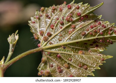 The reverse side of a grape leaf is completely affected by the galas of Grape phylloxera (Latin Dactylosphaera vitifoliae), close-up