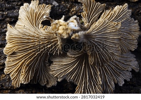 REVERSE SIDE OF SPLITGILL MUSHROOM ON A PIECE OF DEADWOOD