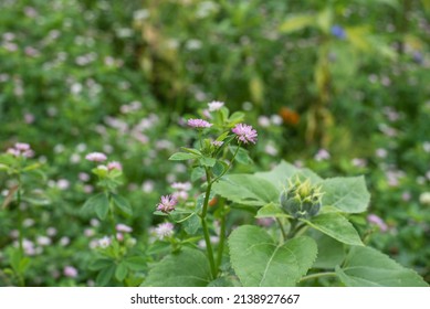 The Reversed Or Persian Clover With Pink Blossoms As Green Manure And Nectar Source In A Meadow