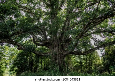 Revolutionary War Era Live Oak