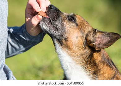 Rewarding Cute Dog With Treat