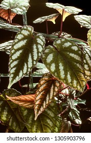 Rex Begonia Vine