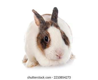 Rex Rabbit Front White Background Stock Photo 2210854273 | Shutterstock