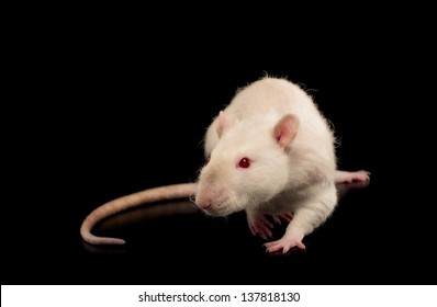 Rex Rat Isolated In Front Of Black Background.