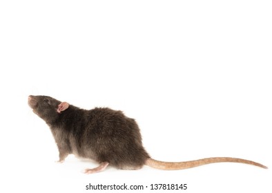 Rex Rat Isolated In Front Of White Background.