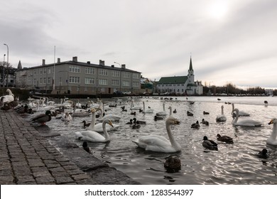 Tjörnin, Reykjavik, Iceland