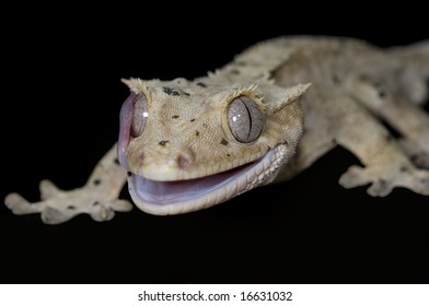 Rhacodactylus Ciliatus Gecko Licking Eye