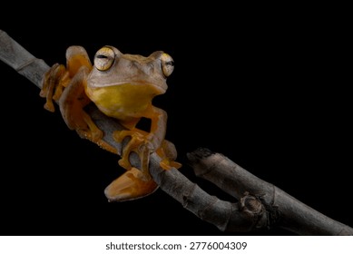 Rhacophorus margaritifer or Java flying frog on dry wooden twigs with black background, Indonesian tree frog