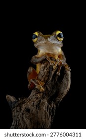 Rhacophorus margaritifer or Java flying frog on dry wooden twigs with black background, Indonesian tree frog
