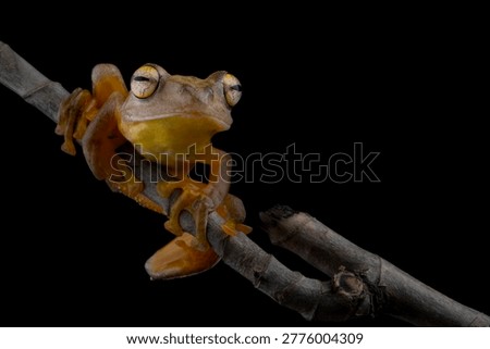 Rhacophorus margaritifer or Java flying frog on dry wooden twigs with black background, Indonesian tree frog