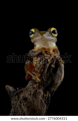 Rhacophorus margaritifer or Java flying frog on dry wooden twigs with black background, Indonesian tree frog