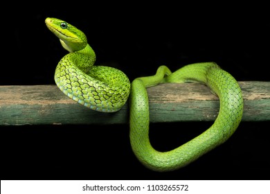 Rhadinophis Prasinus Green Bush Rat Snake Stock Photo 1103265572