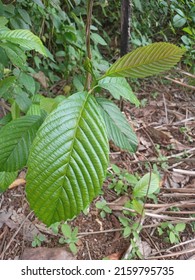 A Rhamnus Purshiana Shooted At 12.36 Pm, 23 May 2022, In Medan,, Indonesia.