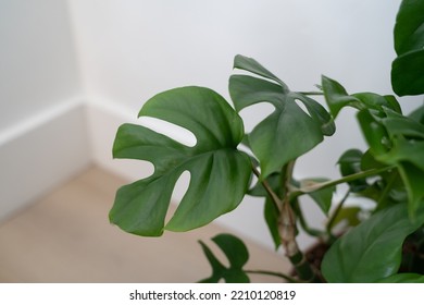 Rhaphidophora Tetrasperma Or Mini Monstera Leaf