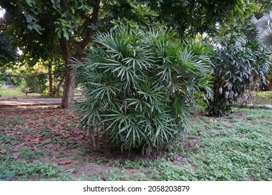 Rhapis Excelsa (broadleaf Lady Palm Or Bamboo Palm) Plant In The Park