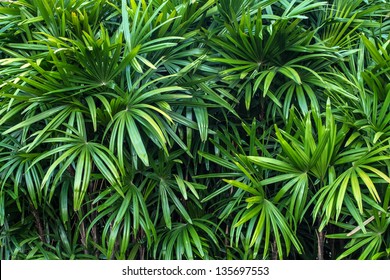 Rhapis Excelsa Bush