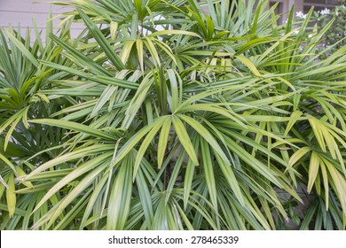 Rhapis Excelsa Bush