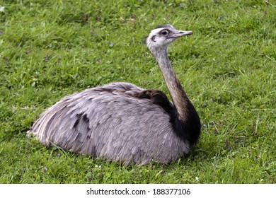 Rhea Rhea