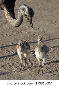 Rhea (Rhea Americana)