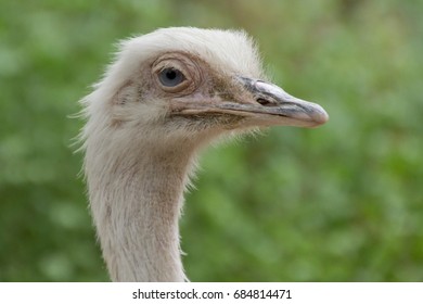 Rhea*
(Rhea Americana)